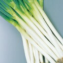 春扇葱 1dl 葱 ネギ ねぎ