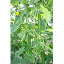 光耀 350粒 胡瓜 キュウリ きゅうり光耀 350粒 ときわ交配