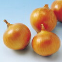 晩生こがね 100g玉ねぎ たまねぎ 玉葱 タマネギ F1 中原採種場