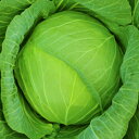 みねふくペレット5000粒 キャベツ