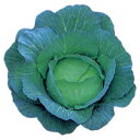 コート種子 いしずえ L5(5000粒) キャベツ