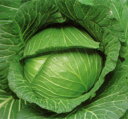 YR寒山 5千粒(コートL) キャベツ F1 中原採種場