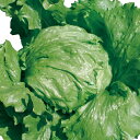 バレイ Lコート5千粒 レタス ウエキ育成 横浜植木