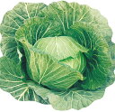 コート種子 花かぐら L5(5000粒) キャベツ