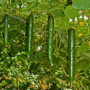 おおのぞみ 350粒 胡瓜 キュウリ きゅうり