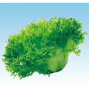 フリルレタス　L-124 5千粒(コートL) レタス 中原採種場