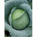 ロイド ペレット5000粒 キャベツ ノウリン交配