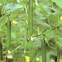 フロンティア 350粒 胡瓜 キュウリ きゅうり