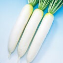 春がすみ 5千粒(コート3L) 大根 ダイコン だいこん F1 中原採種場