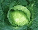 YR楽匠(らくしょう) コート5000粒 キャベツ 宇治交配