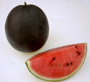 黒真珠 200粒 スイカ すいか 西瓜