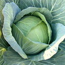 冬の舞 コート5000粒 キャベツ 渡辺交配