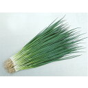 菊千代 1L 葱 ネギ ねぎ