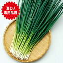 ブラックキング 1l 葱 ネギ ねぎ F1 中原採種場