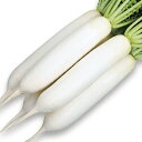 夏相撲 ペレット5000粒 大根 ダイコン だいこん