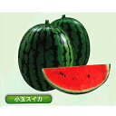 夏の姫まくら 200粒 スイカ すいか 西瓜