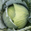 晩抽冬982甘藍 コート(5000粒) キャベツ 甘藍 かんらん カンラン