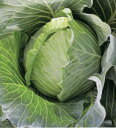 菜食家 甘藍 5000粒(コートL) キャベツ ヤエ交配