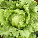 ラスター(UC-047) Lコート5千粒 レタス ウエキ育成 横浜植木