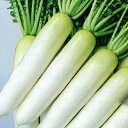 **NR-227 3Lコート5000粒入 大根 ダイコン だいこん