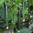 ゆうみ(結実)637 350粒 胡瓜 キュウリ きゅうり