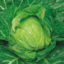 サワーグリーン 5千粒(コートL) キャベツ F1 中原採種場