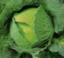 YR冬まさり 5千粒(コートL) キャベツ F1 中原採種場