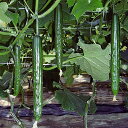 エクセレント620 350粒 胡瓜 キュウリ きゅうり