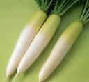 富長(全日本そ菜原種審査会 1等特別賞受賞) 10000粒 大根 ダイコン だいこん 渡辺交配