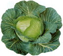 コート種子 強力まどか L5(5000粒) キャベツ