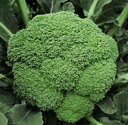 ヨセミテ コート種子L(5000粒) ブロッコリー 武蔵野交配