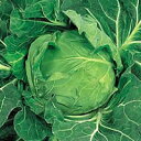 金系201EX ペレット5千粒 キャベツ