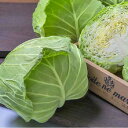 春のかほりSP タキイ交配 L5千粒5センR キャベツ