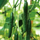 あすとろ 350粒 胡瓜 キュウリ きゅうり