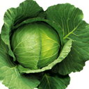 恋風 ペレット5000粒 キャベツ