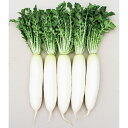 春の夜明け 1DL 大根 ダイコン だいこん 武蔵野交配