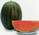 麗春 200粒 スイカ すいか 西瓜 ヤエ交配