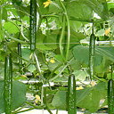 マジカル1号 350粒 胡瓜 キュウリ きゅうり