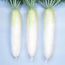 ペレット種子 貴宮 ペレット6000粒 大根 ダイコン だいこん