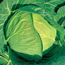 YR冬どり錦秋甘藍 コート(5000粒) キャベツ 甘藍 かんらん カンラン