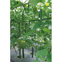 なついろ 350粒 胡瓜 キュウリ きゅうり北星 350粒 ときわ交配