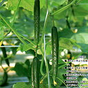 エクセレント節成1号 350粒 胡瓜 キュウリ きゅうり