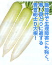 YR萌ひびき(もえひびき) 2dl詰 大根 ダイコン だいこん 宇治交配