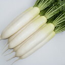 春彩光 コート5000粒 大根 ダイコン だいこん 渡辺交配　|安心の公式ショップ|