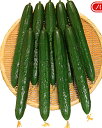 むげん 350粒 胡瓜 キュウリ きゅうり ときわ交配