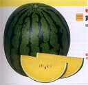 小玉　美黄姫(みきひめ) 200粒 スイカ すいか 西瓜