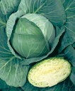 涼音甘藍 タキイ交配 L5千粒5センR キャベツ 甘藍 かんらん カンラン