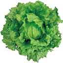 セリオンヘッドグラス Lコート5000粒 レタス