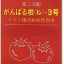 がんばる根-3号 1000粒 台木 ダイギ だいぎ 1000粒 トマト台木 愛三種苗