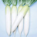 ペレット種子 若宮二号 5000粒(3L) 大根 ダイコン だいこん